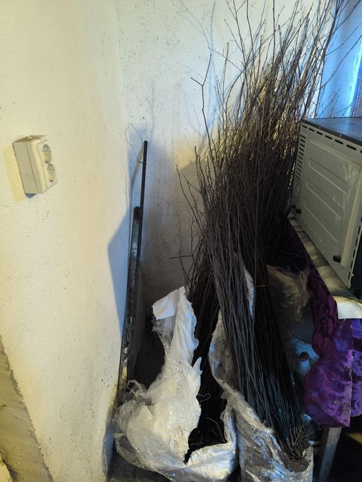 Salcâm și plop de vânzare