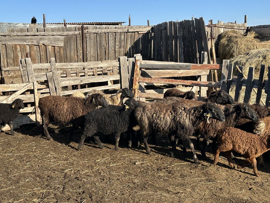 Қозылы қой сатылады