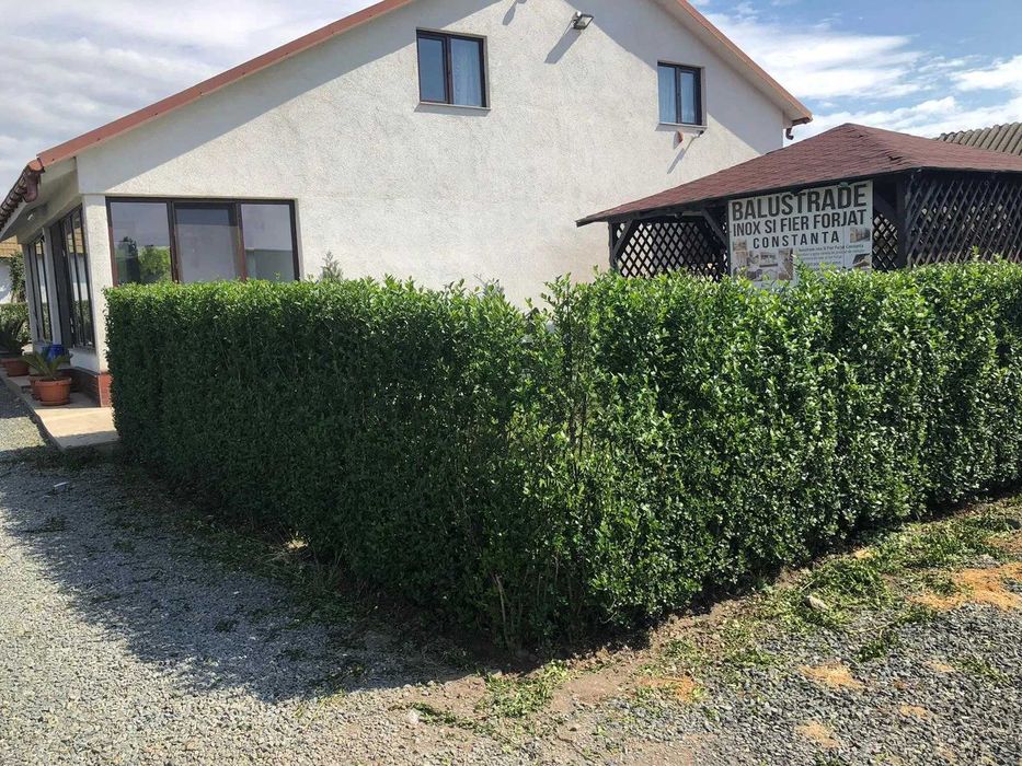 Lemn cainesc Pentru un gard viu minunat ! ligustrum ovalifolium