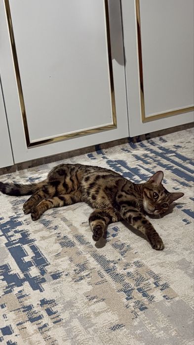 Бенгальская кошка