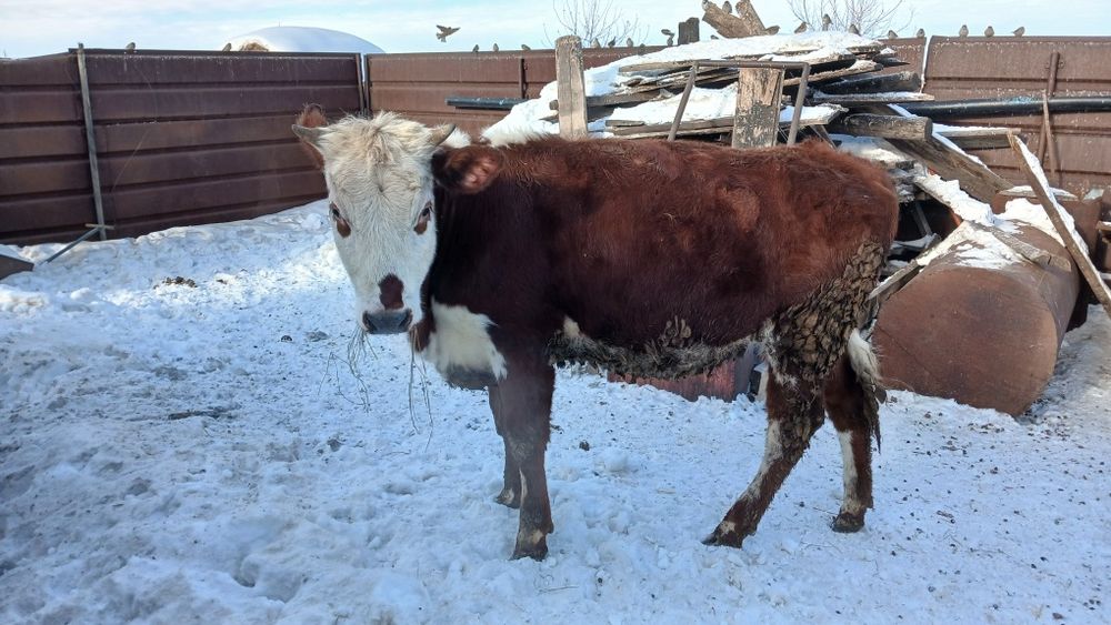 Продам хорошую телочку