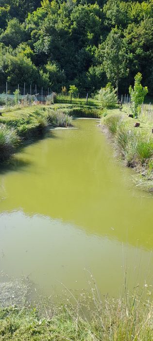 De vânzare balta de pescuit