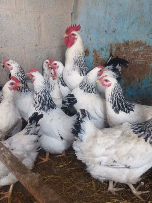 Продам куры домашние
