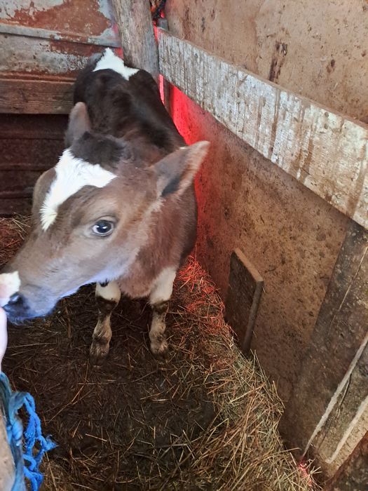 Vand vitea varsta o luna rasa holstein