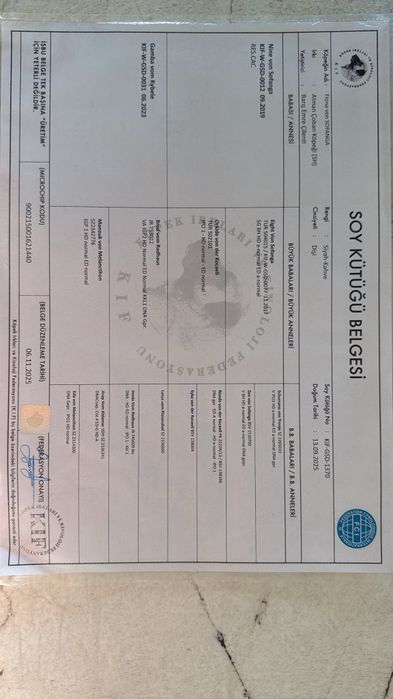 Женска немска овчарка - 11 месеца