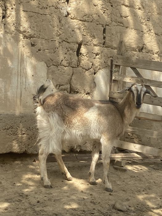 Сауынды ешкі сатылады