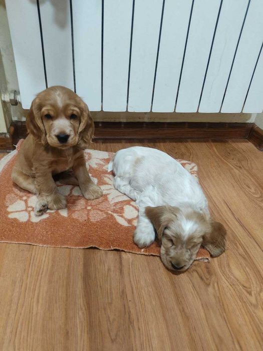 Продаются щенки английского спаниелч