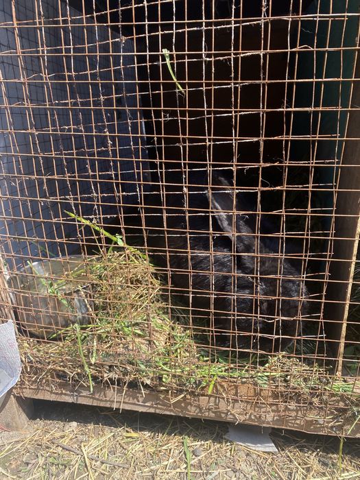 Кролики пародисты