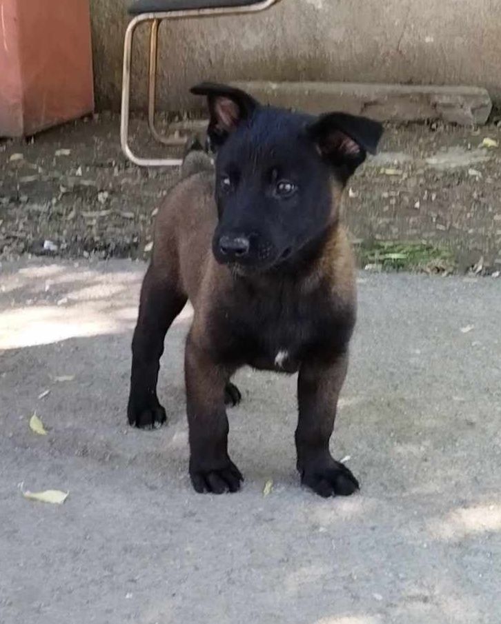 Ciobanesc belgian malinois Otopeni • OLX.ro