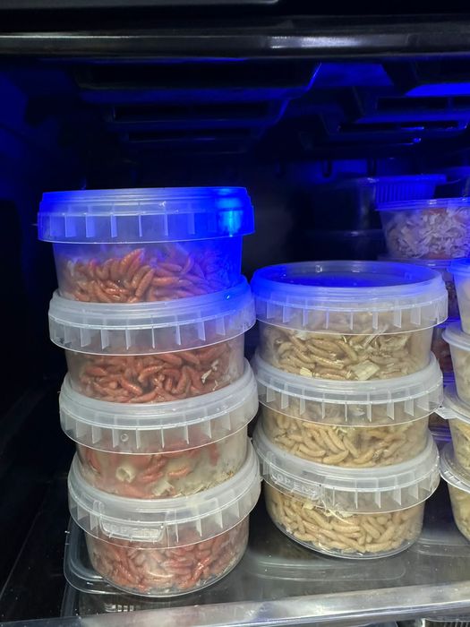 Опарыш для рыбалки