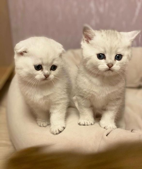 Роскошные котята шиншилла!