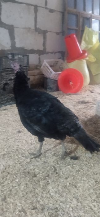 Местний индюк  сўйиб сотилади 1 кг -130