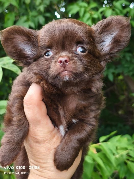 Продам щенков чихуахуа