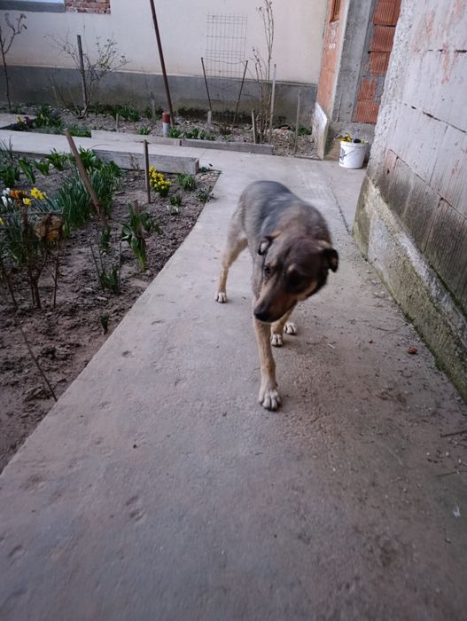 Donez cățeluș/cățelușă talie mare