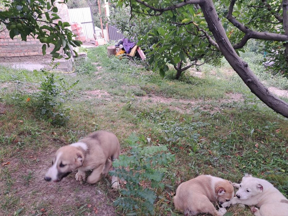 Щенки Алабая