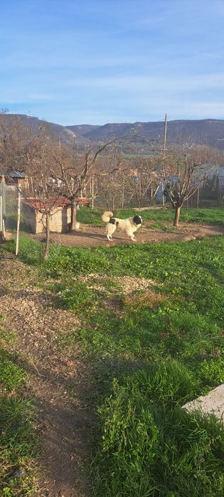 Каракачански кучанца