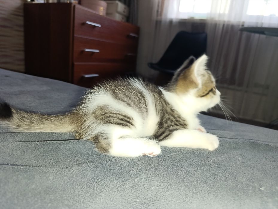 Котята породистые