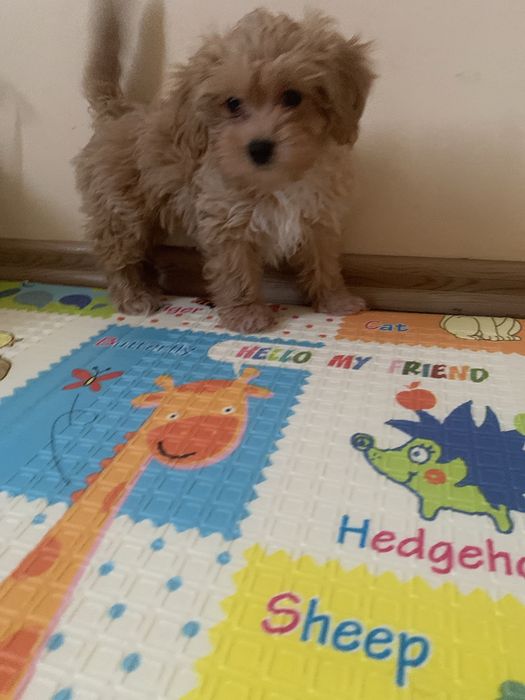 Maltipoo fetita jucausa