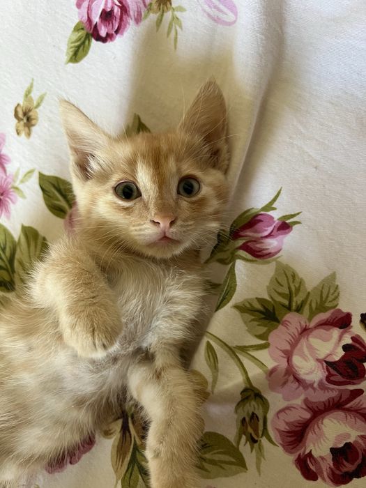 Отдам котят в добрые руеи