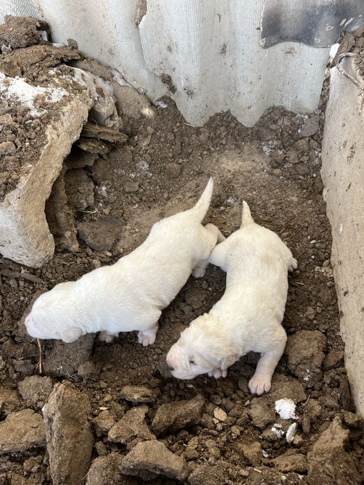 Күшіктер, щенки алабай