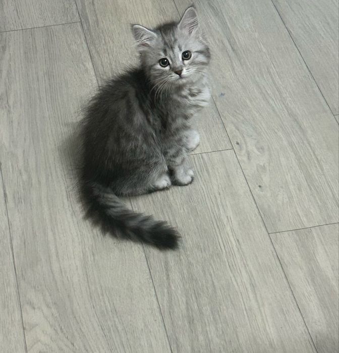 Продам котенка девочку