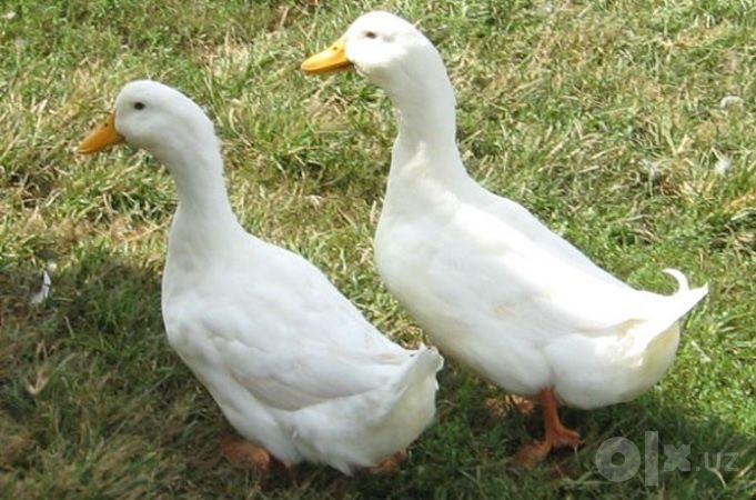 Продам пекинских уток!!!2 самки и 2 самца