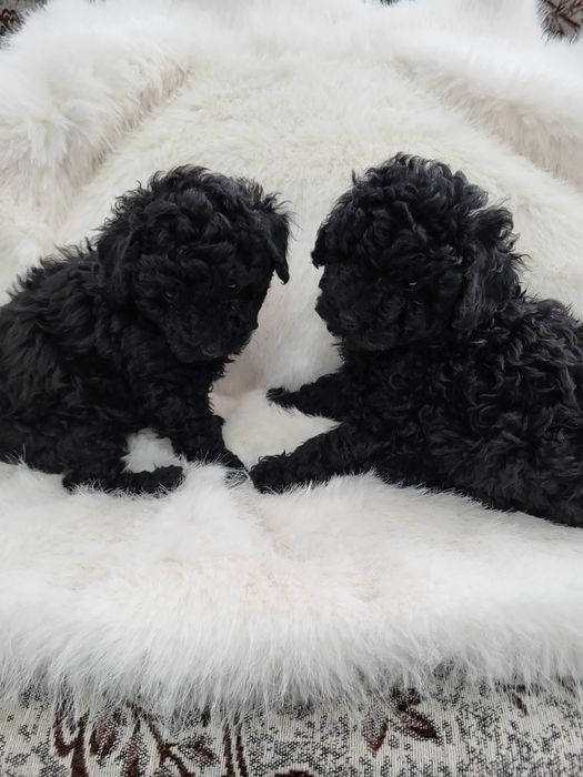 Toy Pudel  женски и мъжки