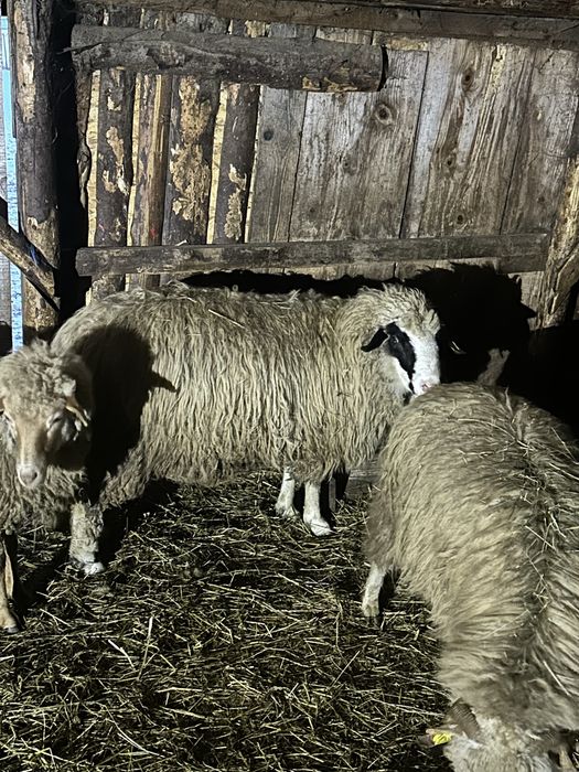 Vand berbec bun pentru prasala !