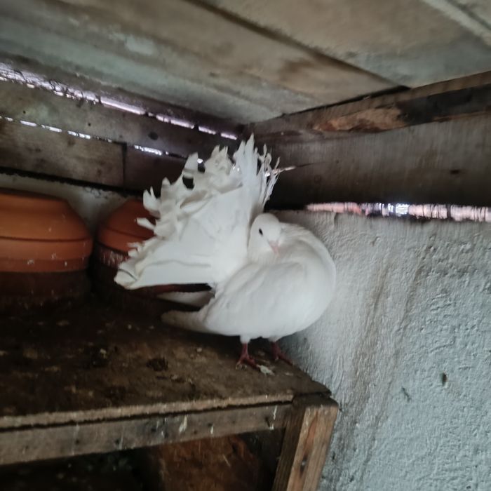 Porumbei voltați albi linie veche originala