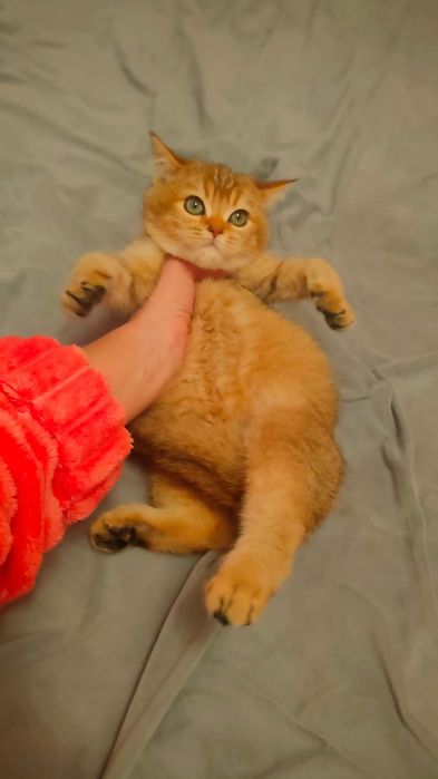 Котята Шиншиллы Алматы