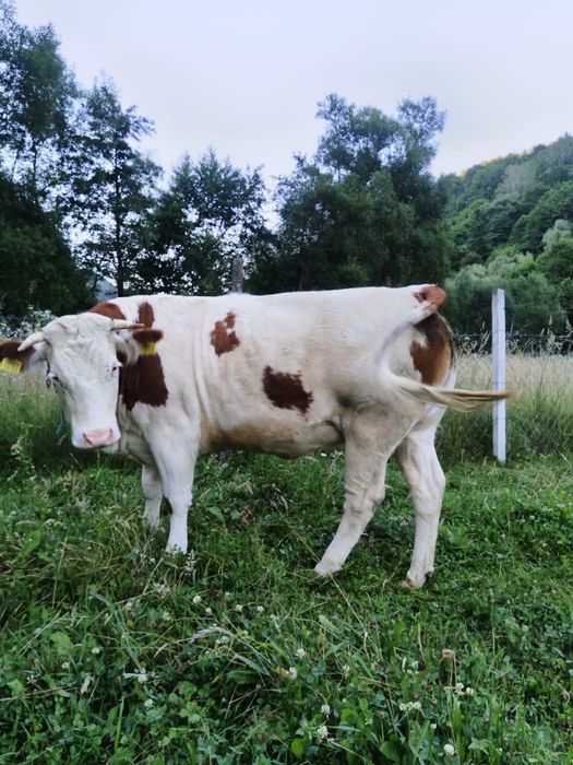 Vaci de vanzare de abator