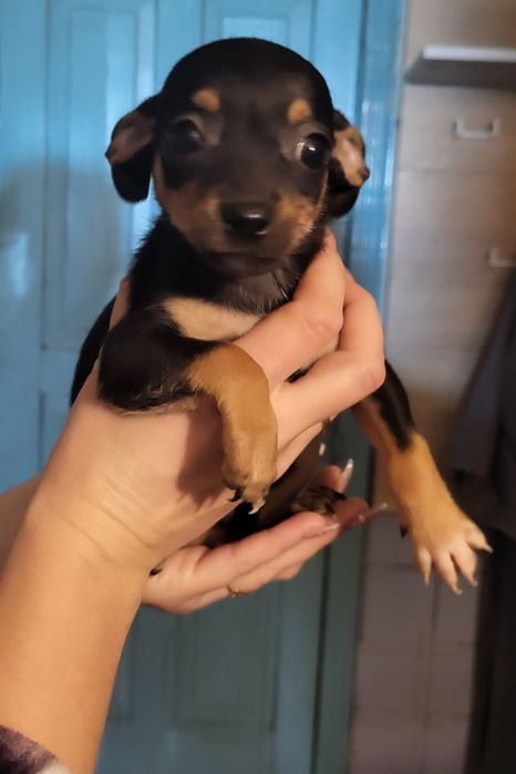 Продам щенков им 2 месяца