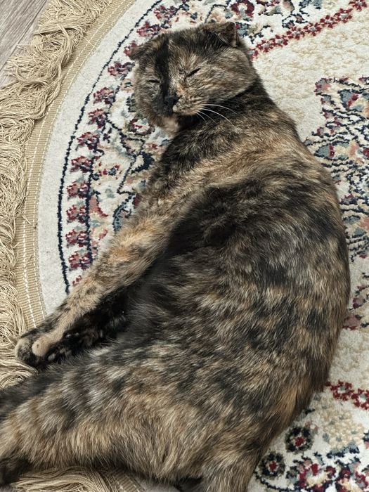 Вислоухая кошечка