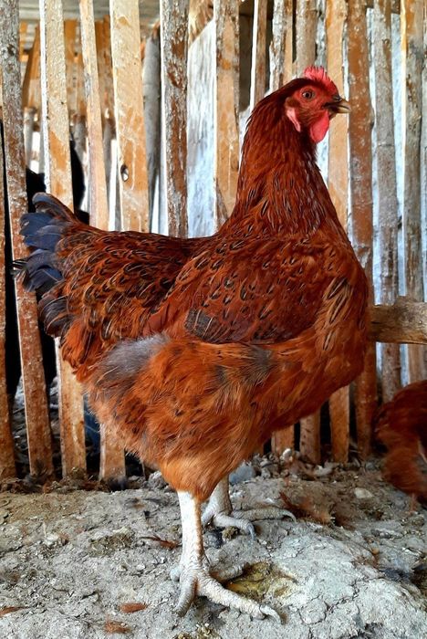 Цыплята корейской породы Ханхяп