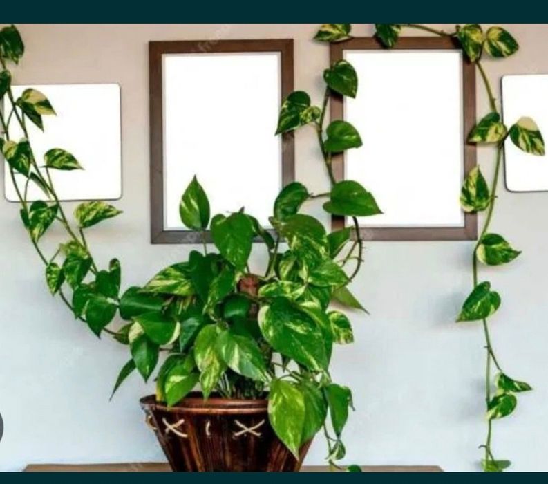 , сансевиерия, алое,Замиокулкас, спатифиллум фикус