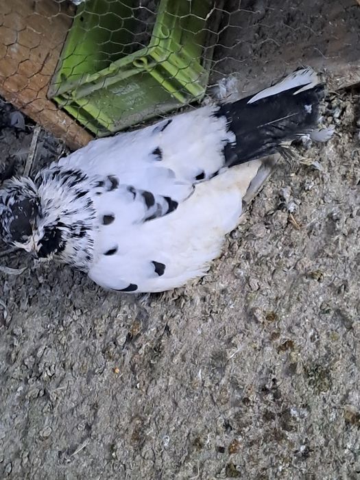 Porumbei de vânzare