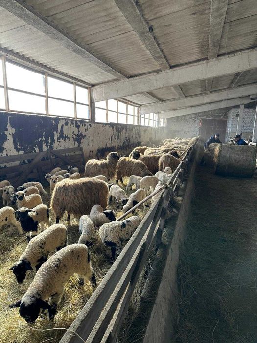 Vand oi turcane tinere cu miel