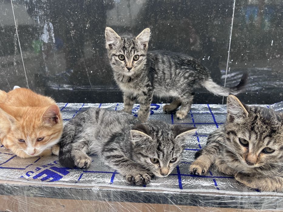 Отдаем котят в добрые руки .
