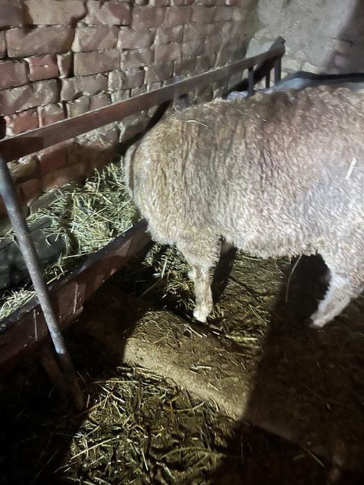 Қой сатылады семіз