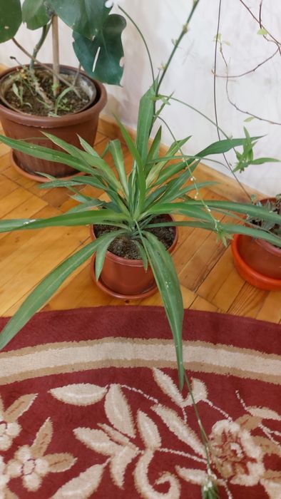 ХЛОРОФИТУМ мощный освежитель воздуха