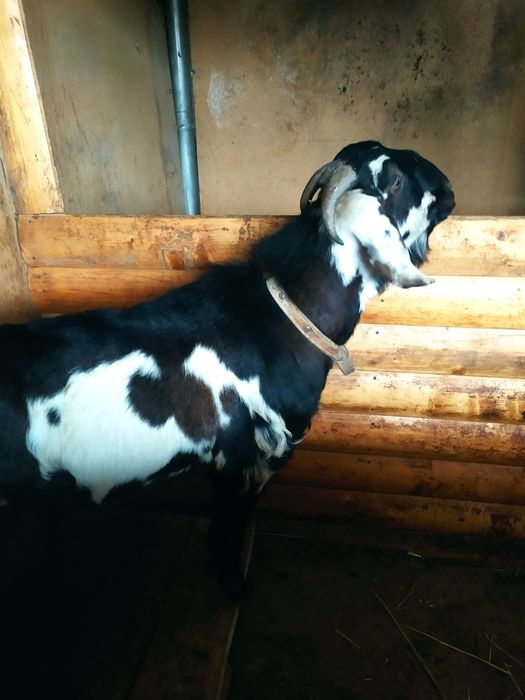 Акция козел  Битал