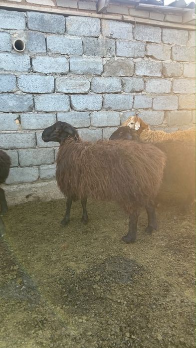 Продам бараны (қой сатылады)