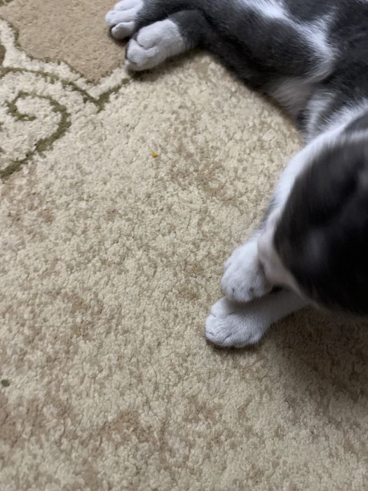 Кошка домашний шатланский