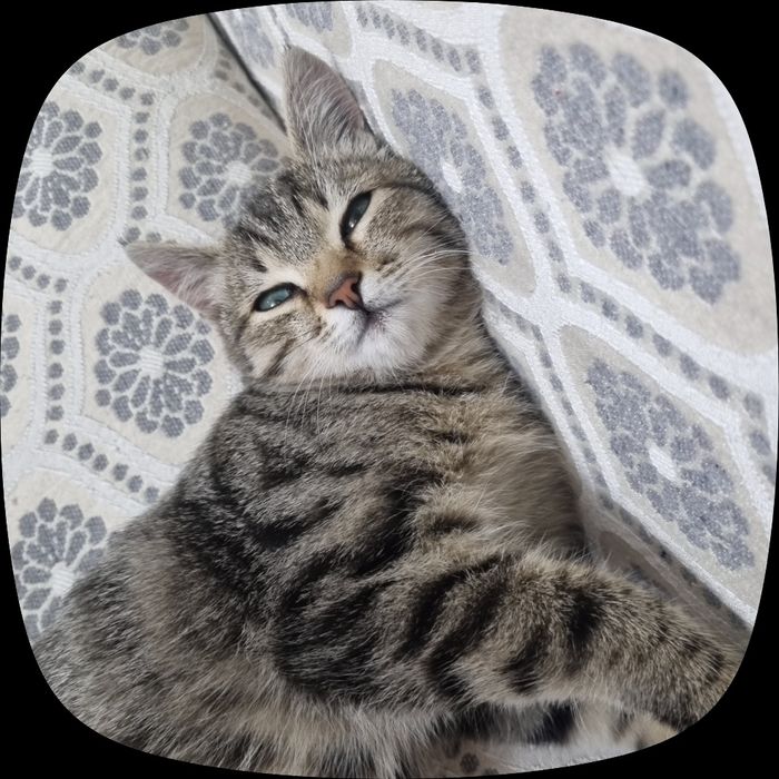 Котёнок в добрые ручки