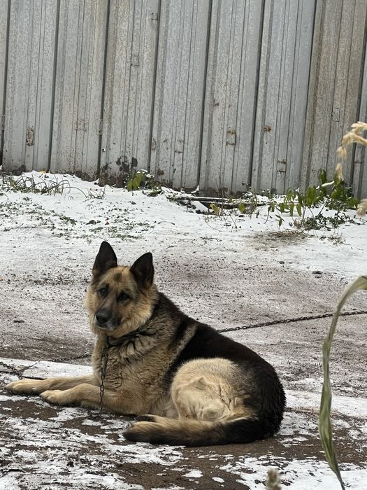 Вязка собак (нем. овчарка, кобель)