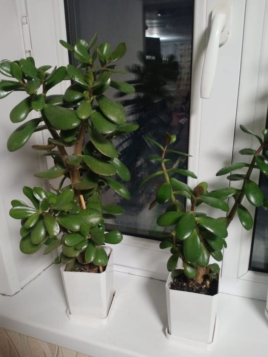 Крассула (денежное дерево)