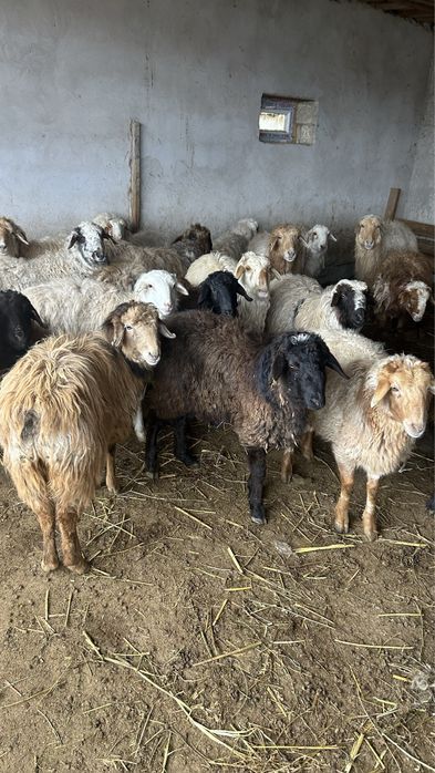 Қой!Тоқты сатылады!