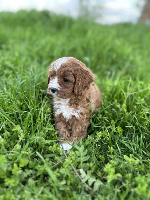 Кавапу / Cavapoo