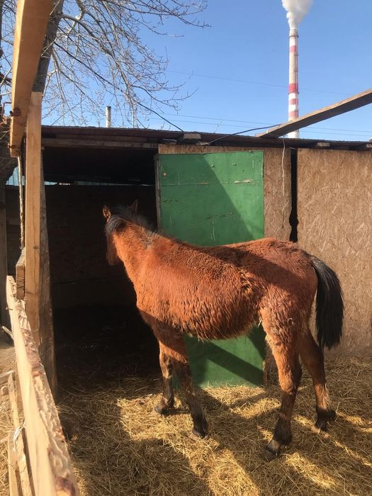 ПРОДАМ двух тайчиков