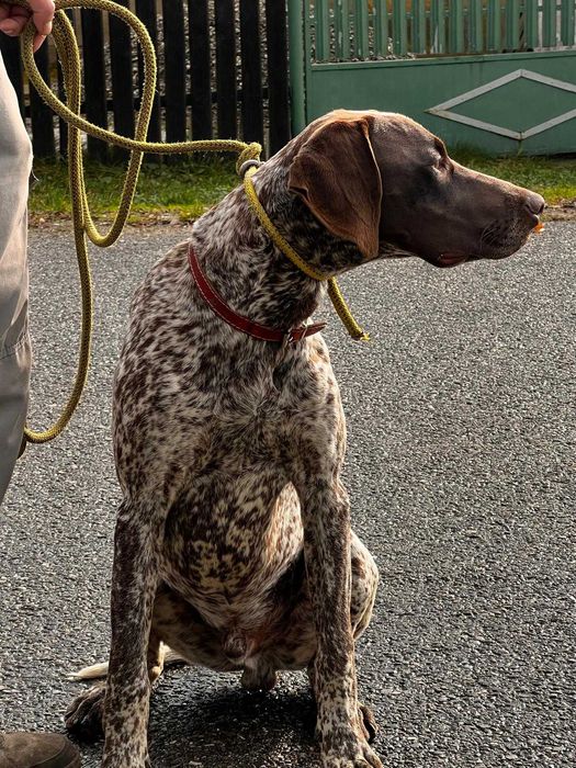 Dresaj canin de baza